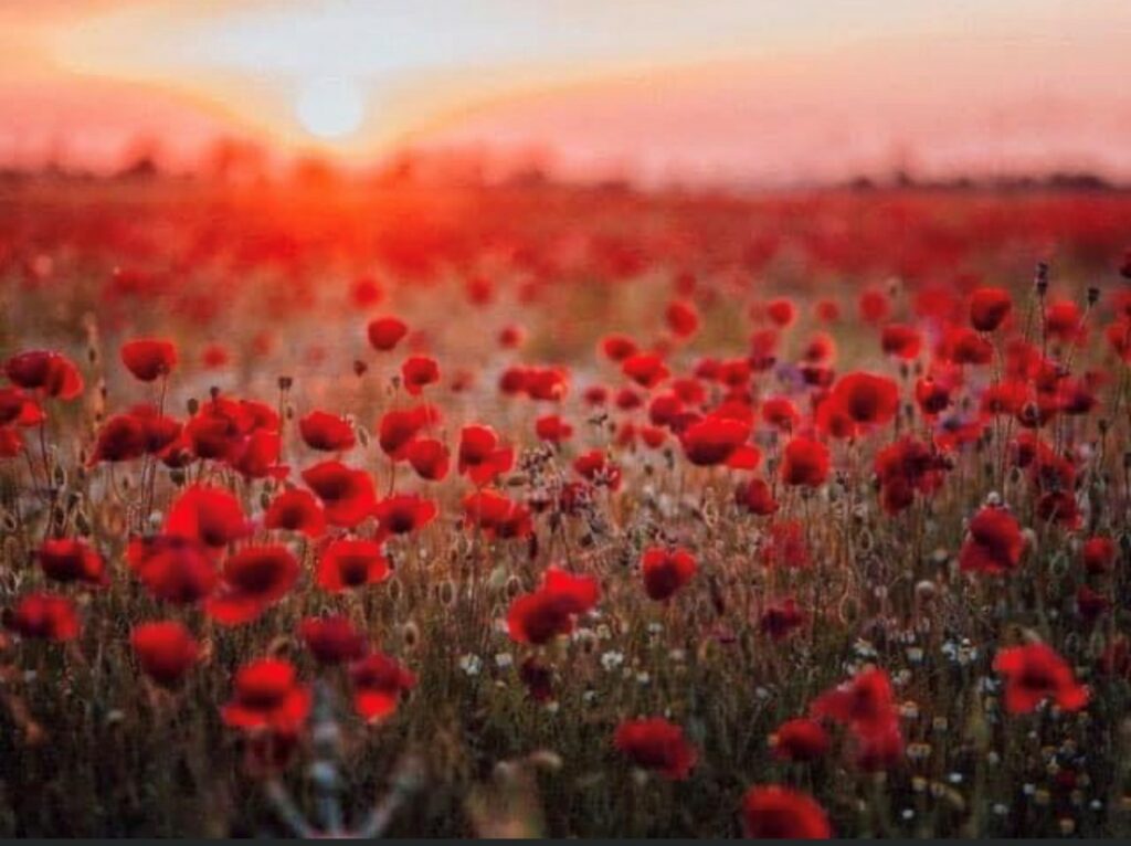 Poppy Day: Remembering our fallen heroes